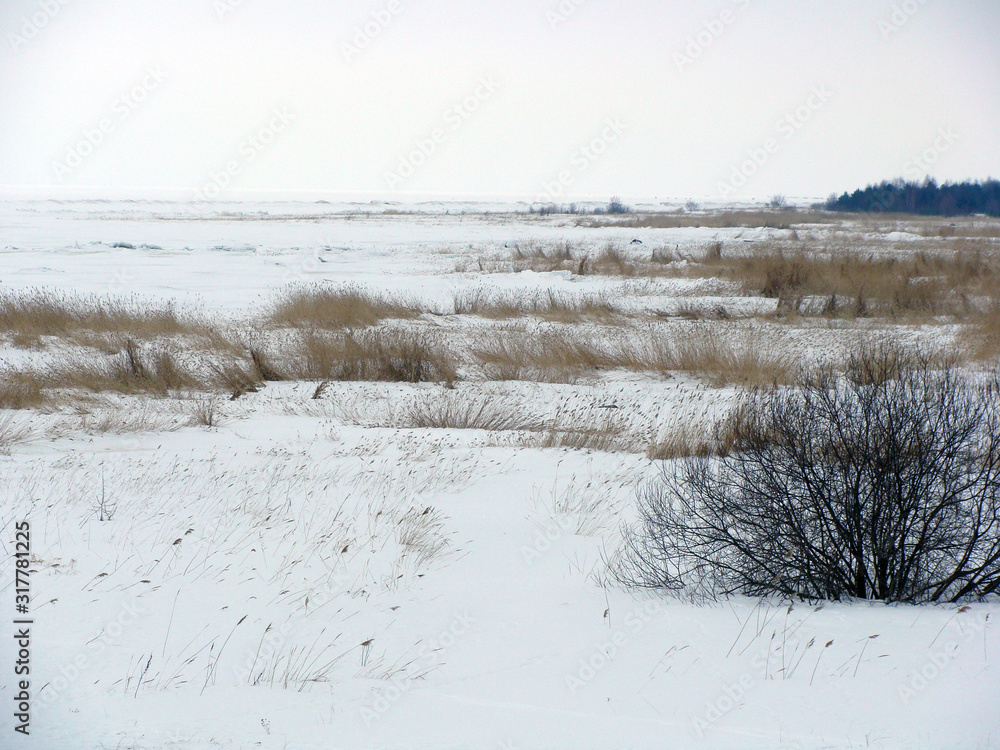 Wall mural landscape with white snow covered reed meadow