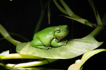 frog on leaf