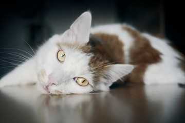 Cute tabby cat lying on the table and looking curious to the camera.	