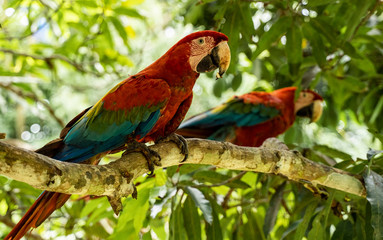 RED ARARA