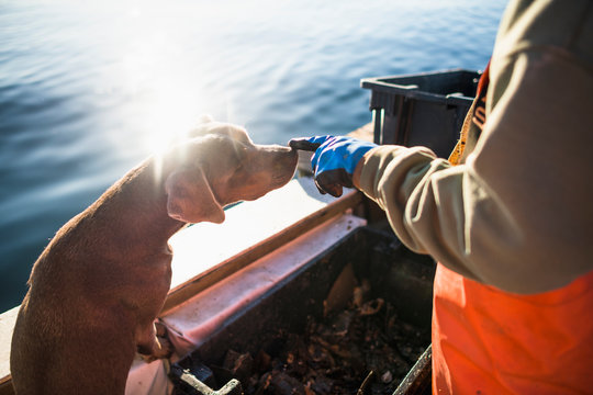 Boat dog joining for shellfishing on an early morning