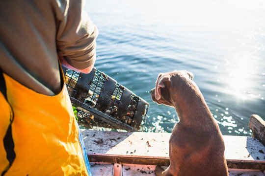 Boat dog joinig for Aquaculture shellfishing on an early morning