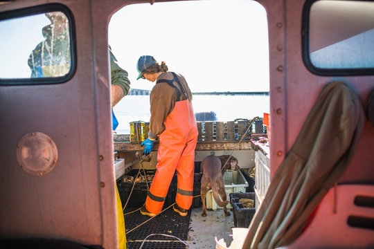 Woman and dog working on shellfishing boat on Narragansett Bay