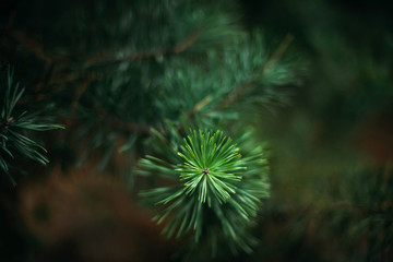 Close-up of pine tree in forest