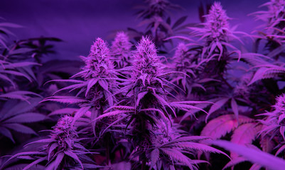 Professional Growing cannabis in America. Strongest marijuana st