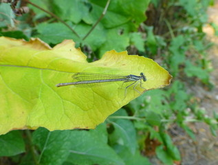 Photo of a beautiful little damselfly sitting on the leaf of the plant