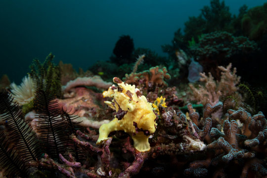 A Bright yellow Warty Frogfish - Antennarius maculatus - sitting on the reef in southern komodo. Taken in Komodo National Park, Indonesia.