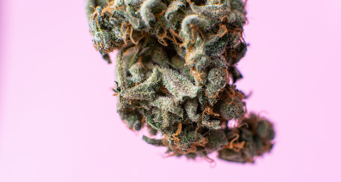 isolated marijuana bud on a pink background.medical marijuana co