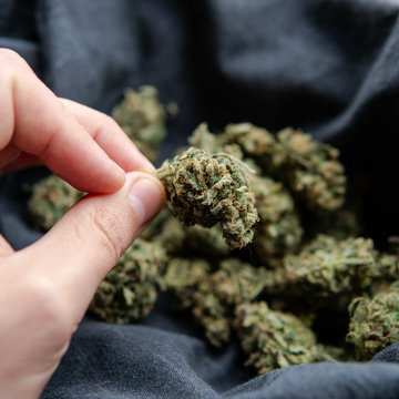 A fresh crop of marijuana buds in a black rag bag. Drying cannab