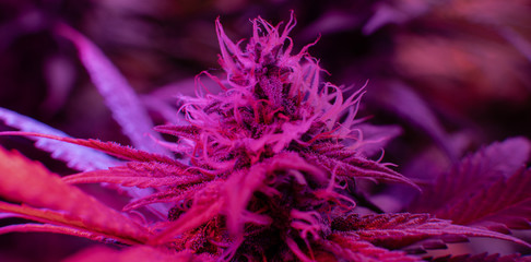 Best Cannabis Strains for Cancer-Related Symptoms