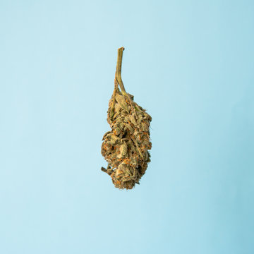 Big isolated cannaibs  flowering bud after harvest on a blue bac