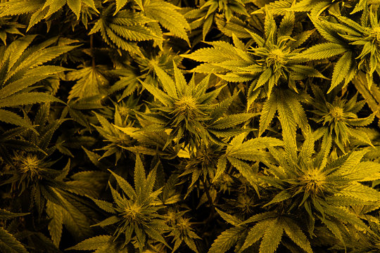 medical marijuana strains with high level THC CBD elements. Clos