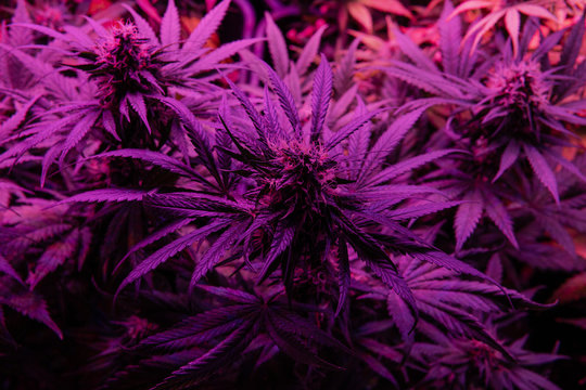 energizing marijuana strain contains high levels of THC. Process