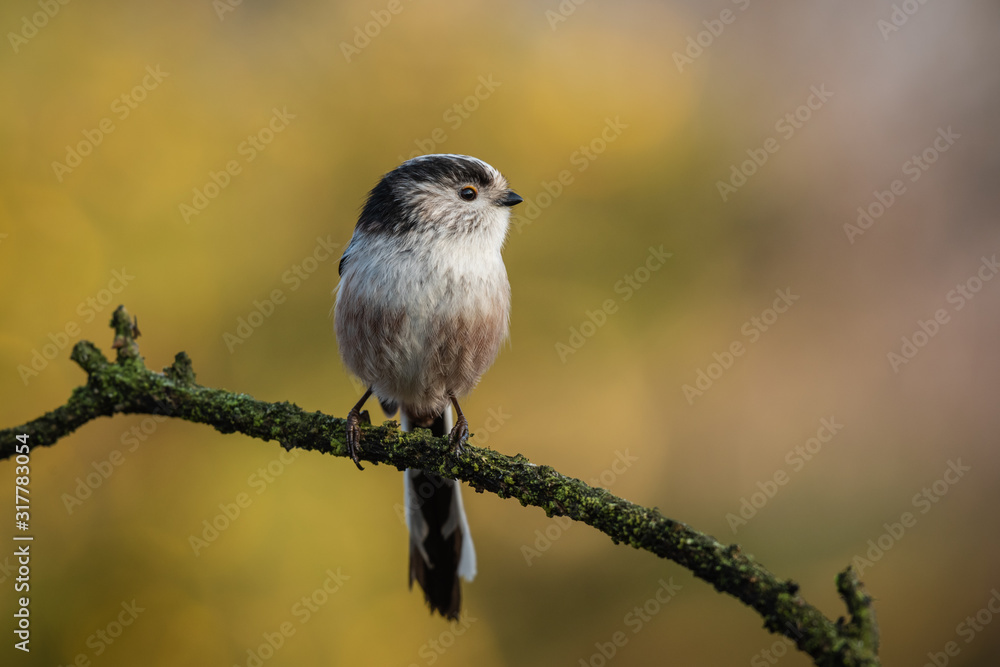 Poster a close up profile of a long tailed tit, aegithalos caudatus, as it is perched on a branch looking t