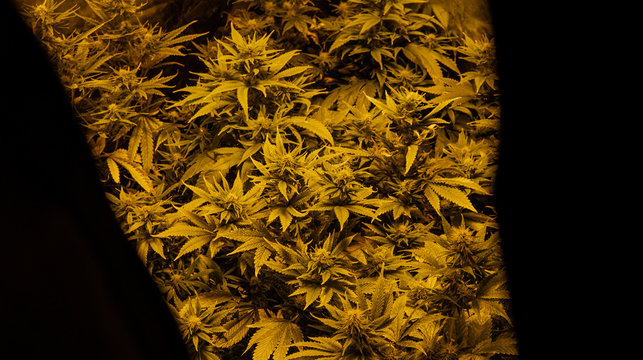 legal racreational marijuana with THC standart