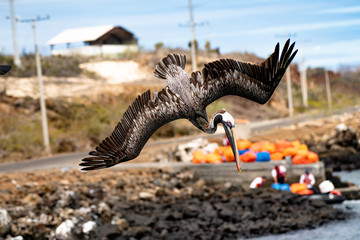 Brown Pelican Diving