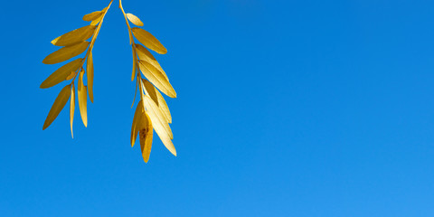 Fototapeta na wymiar Autumn leaves of acacia against the blue sky.