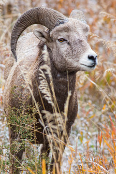 A big horn ewe feeds in Rock Creek, Montana in the during the fall.