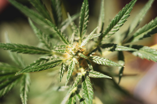 sun drenched marijuana plant grows healthy buds