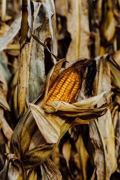 Ear of Ripend Field Corn in a Corn Field in Southern Michigan