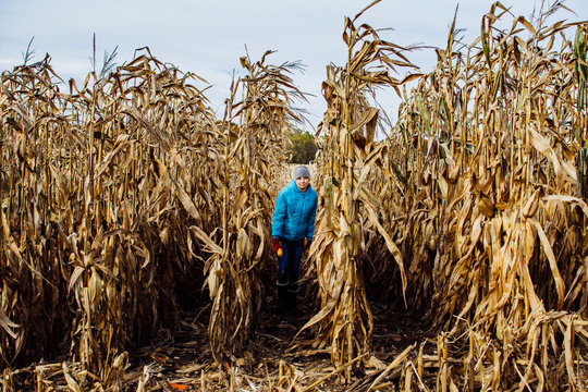 Girl Walking Rows of Field Corn in Southern Michigan