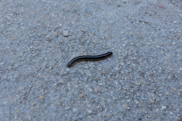 Black millipede