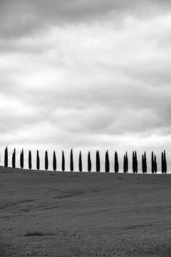 Rows of cypress trees at Agritourismo di Poggio Covili, Val d'Orcia, Tuscany