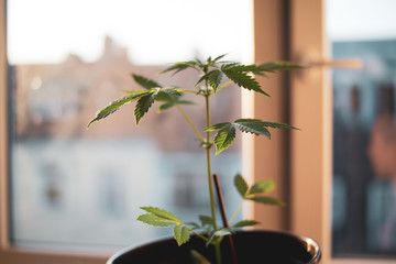 Young marijuana plant in dappled sun grows in apartment