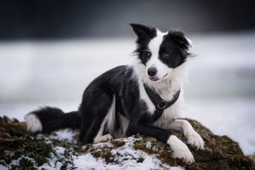 Fototapeta premium Border collie dog in winter landscape