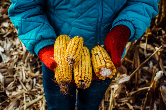 Dried Corn Ears Held in Red Mittened Hands in Michigan