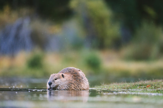 At ground level, a beaver nibbles on a branch in shallow water.