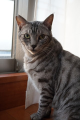 床に座るサバトラ猫