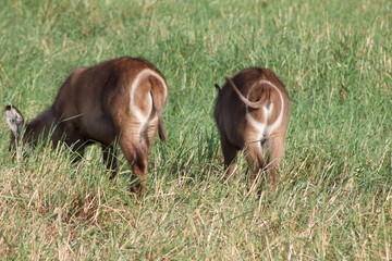 Circle bums 