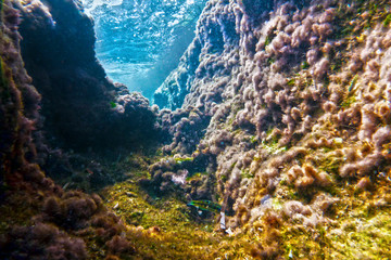 Shallow underwater crevice in the Mediterranean