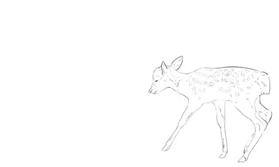 ニホンジカのリアルな線画