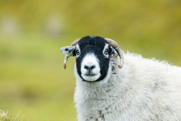Fototapeta premium Swaledale sheep. A Swaledale ewe or female facing forward with clean, green background. Close up of head and shoulders with two curly horns. Swaledale sheep are a hardy breed and native to North Yorks