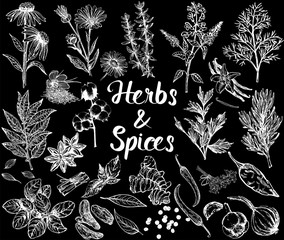Set of hand drawn sketch style different kinds of herbs and spices isolated on black background. Vector illustration.