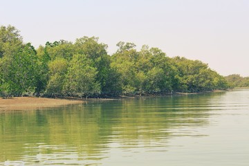 lake in deep forest