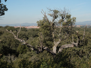 Country landscape