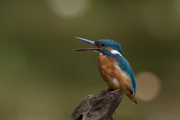 Eisvogel