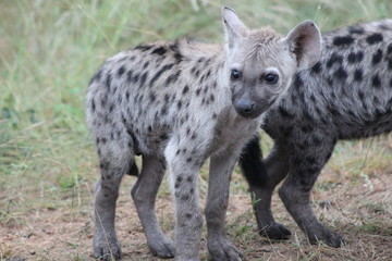 Baby Hyena