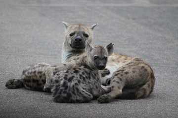 Hyena warming up