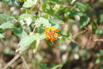 Closeup picture of Beautiful flower