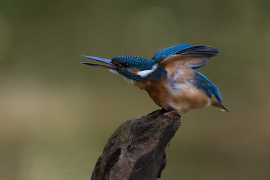Eisvogel