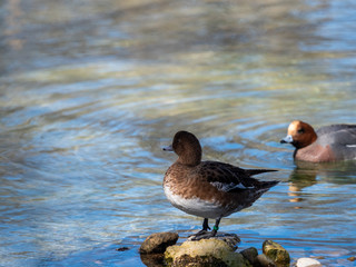 Ducks in a pond
