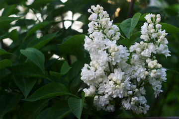 White blooming lilac with petals of an unusual shape.