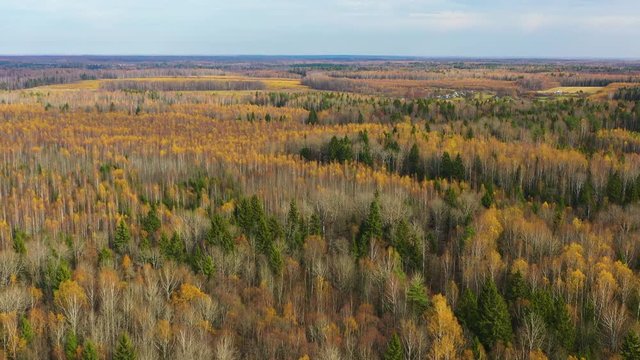 Flying Above Colorful Autumn Forest.  Aerial View. Kaluga Area, Russia