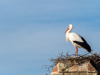 Stork building a nest.