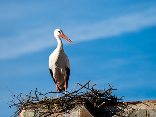 Stork building a nest.