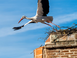 Stork building a nest.